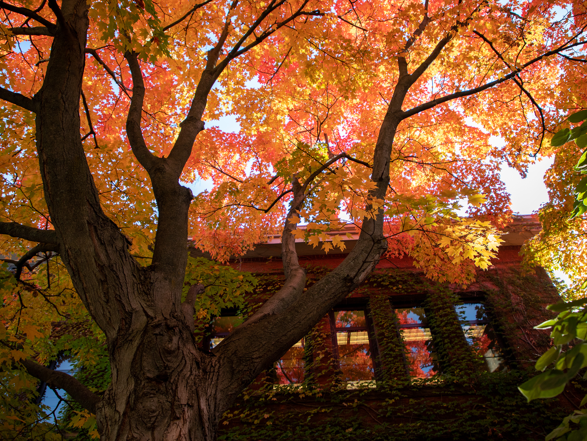 Fall Scene on Campus